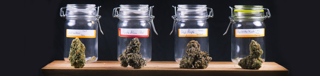 Tiny Jars of Cannabis