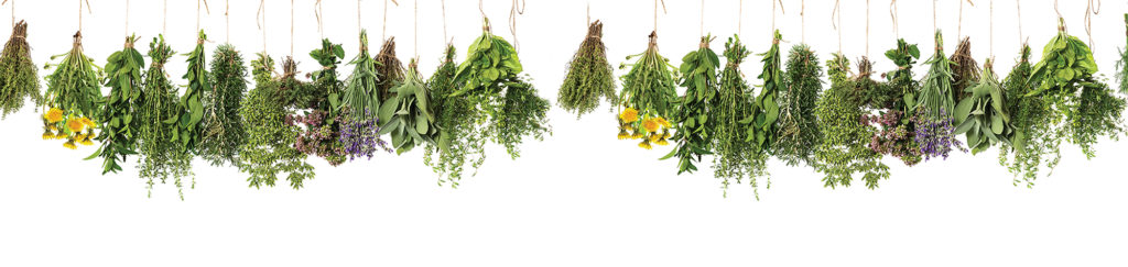 Fresh Herbs Hanging Upside Down