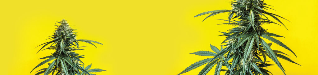 Cannabis Plant on Yellow Background